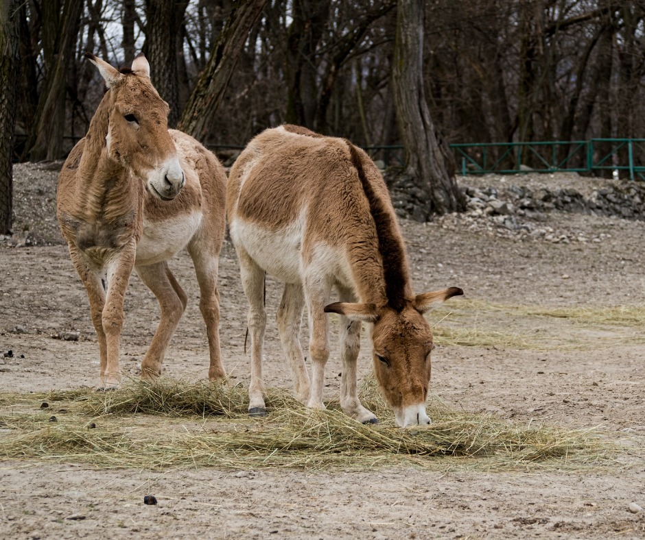 bratislavska-zoo-rozsirila-chov-o-dve-samice-ohrozeneho-kulana-turkmenskeho