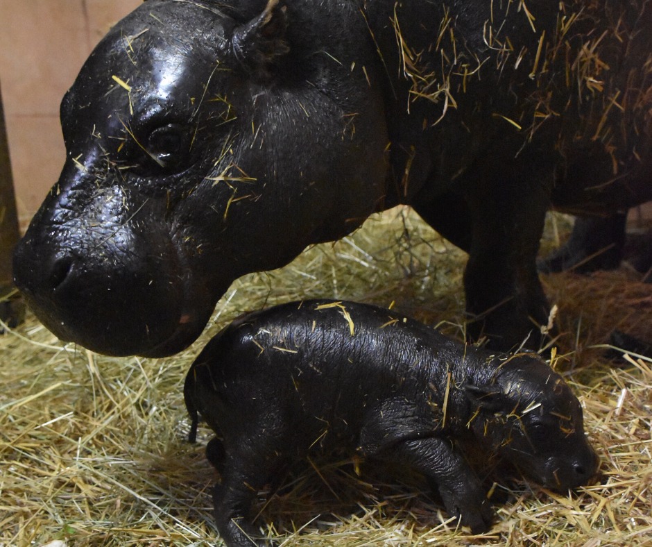 bratislavska-zoo-v-sobotu-otvori-letnu-sezonu.-jednou-z-noviniek-je-aj-vybeh-pre-liberijskeho-hrosika