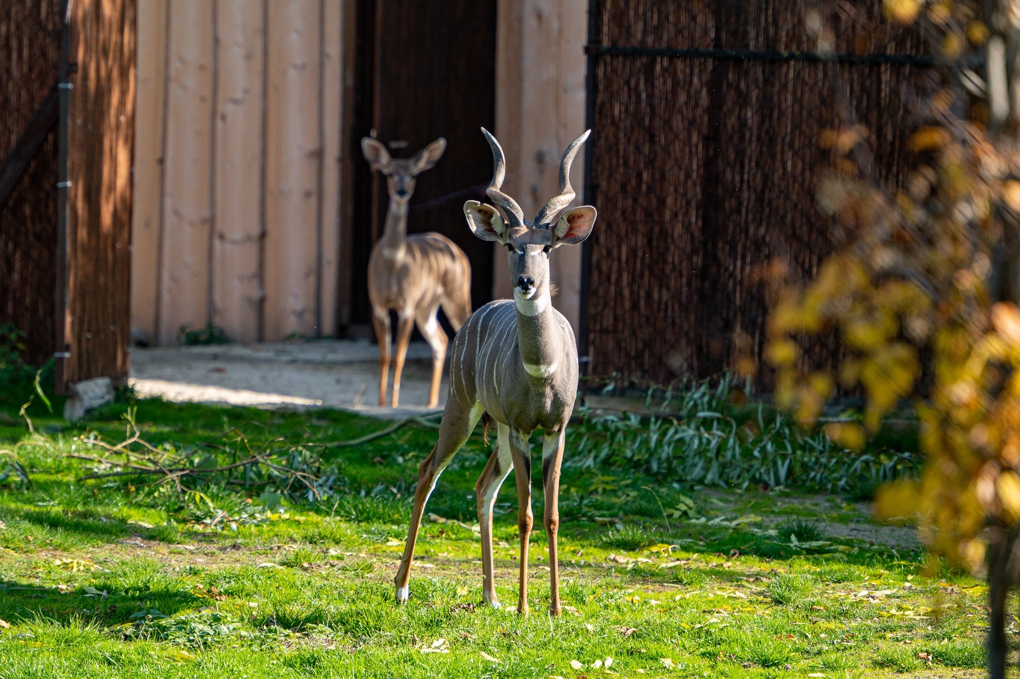 den-biodiverzity-v-zoo-prinesie-komentovane-krmenie-i-prednasky