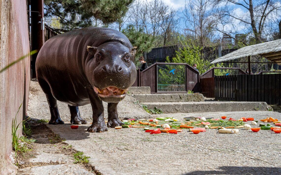 zoo-spustila-vyzvu-#prehrosiky,-vybudovat-im-chce-novy-domov