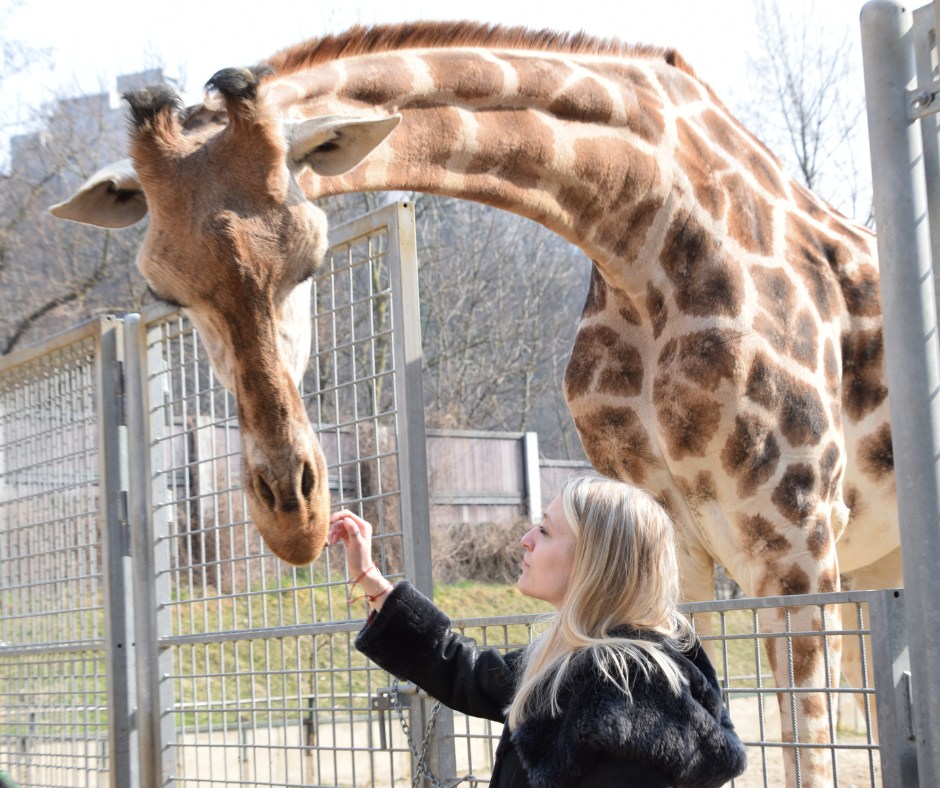 bratislavska-zoo-navstevnikom-pripomina,-ze-krmenie-zvierat-je-zakazane