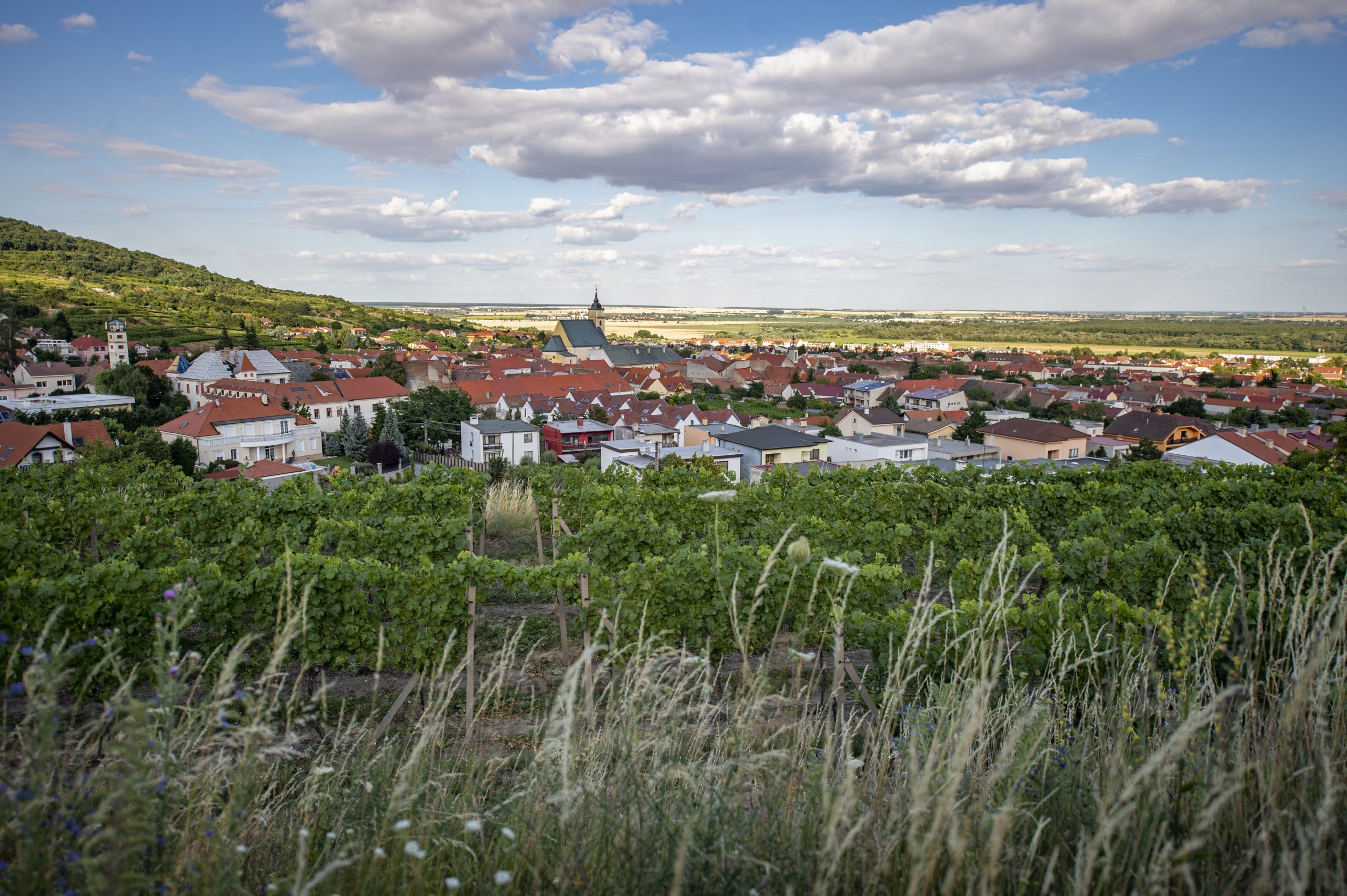 historia-vinohradnictva-v-malokarpatskej-oblasti