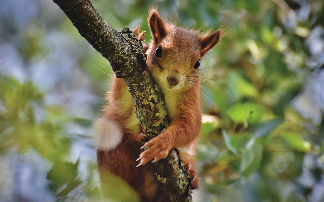 zvierata-v-nasom-regione:-vevericka-lesna