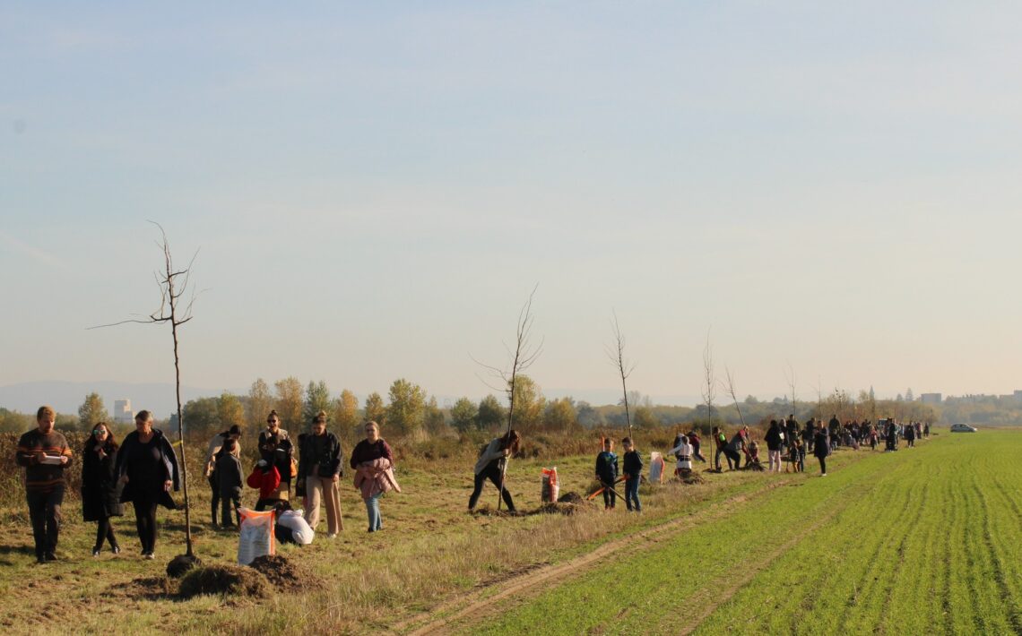 vo-velkych-levaroch-pribudlo-dalsich-600-metrov-lipovej-aleje