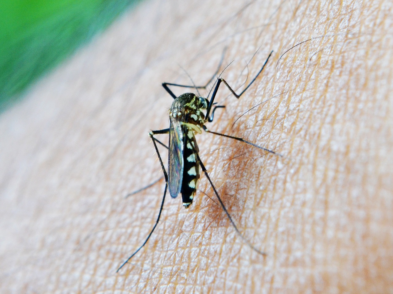 proti-komarom-bojujeme-ekologicky