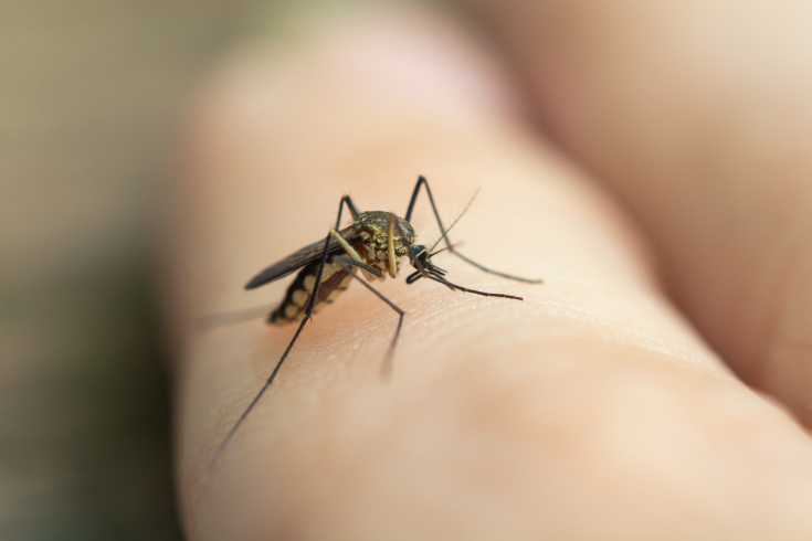 distribucia-tabliet-bti-proti-larvam-komarov