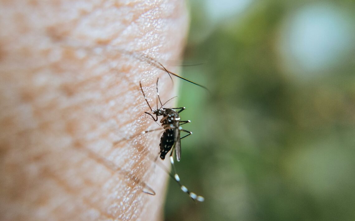 bratislava-bude-opat-intenzivne-monitorovat-liahniska-komarov