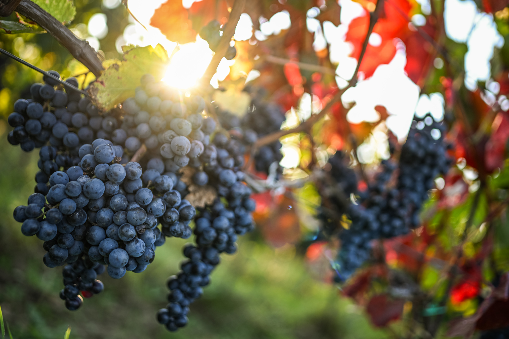 tip-na-vylet:- zlata-minulost-pezinka