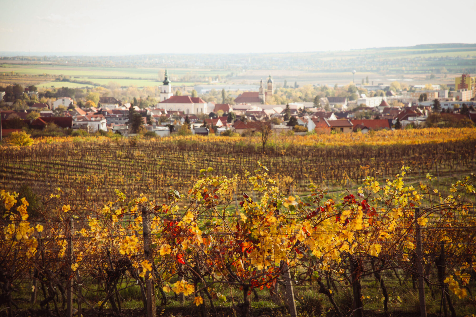 tento-tyzden-v-kastieli-modra-–-umenie,-vino-a-fantazia