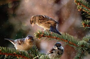 zacala-sa-vtacia-hodinka