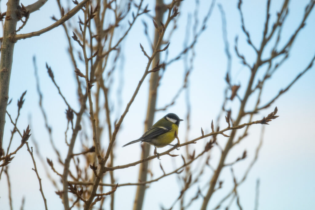zimne-menu-pre-operencov:-ako-spravne-krmit-a-nezabit-ich-dobrotou