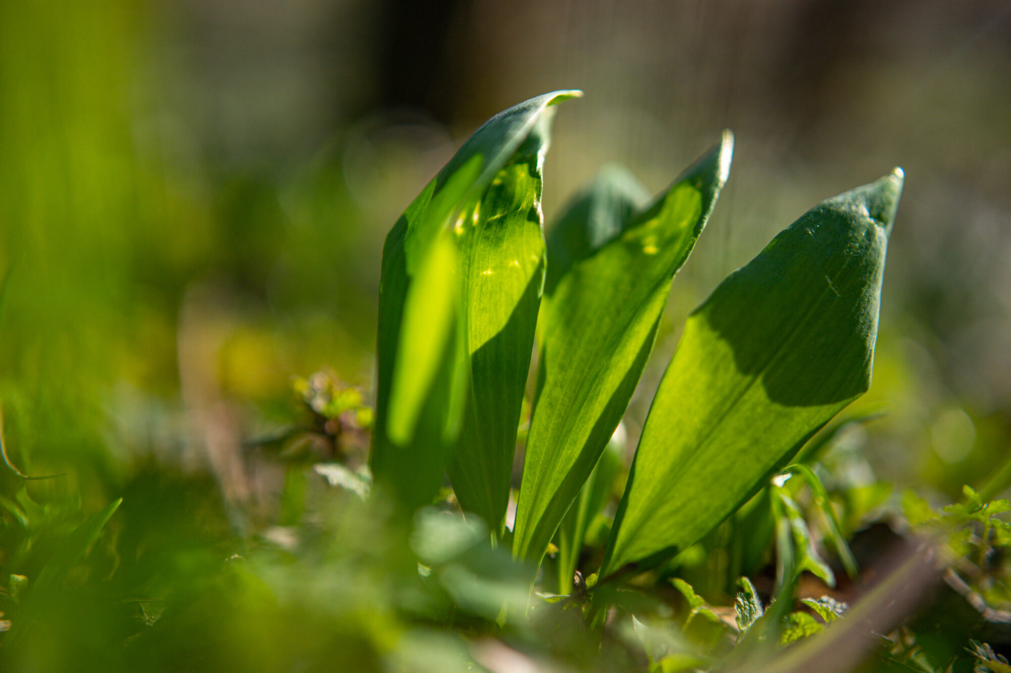 do-jedalnicka-sa-na-jar-odporuca-zaradit-medvedi-cesnak-ci-bylinky