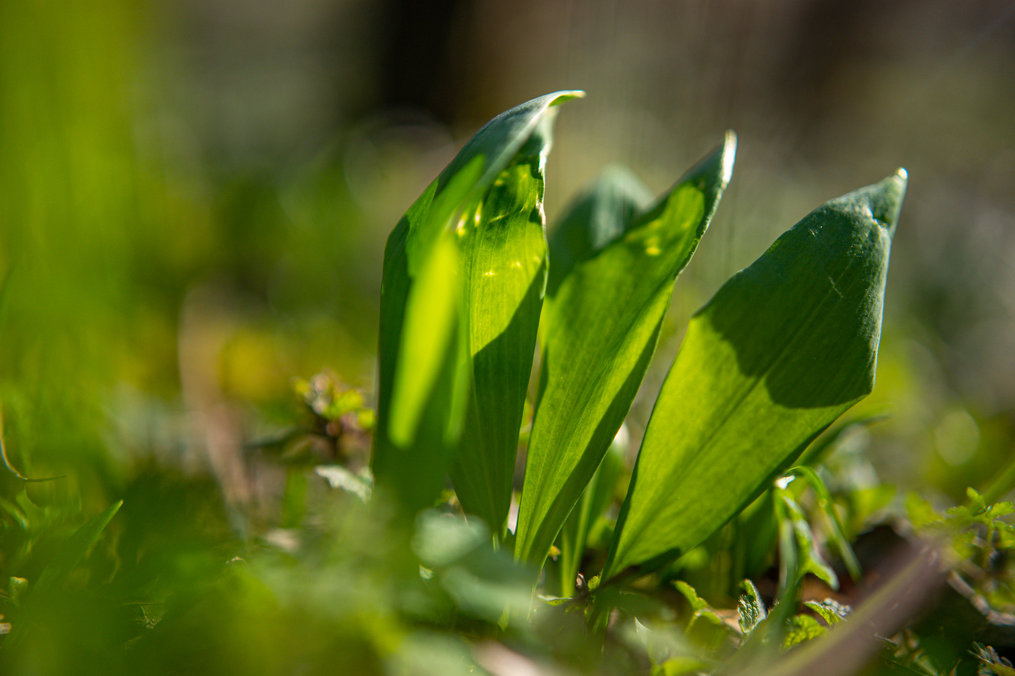 do-jedalnicka-sa-na-jar-odporuca-zaradit-medvedi-cesnak-ci-bylinky