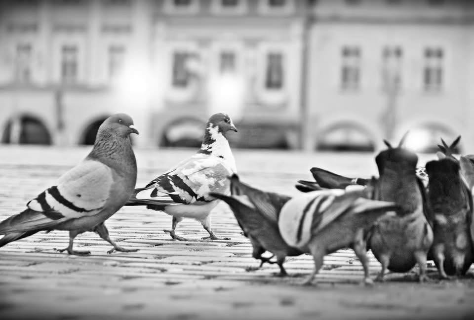 svita-mestskym-holubom-v-bratislave-na-lepsie-casy?-humanna-regulacia-dostala-zelenu